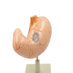 Jumbo Human Stomach Model